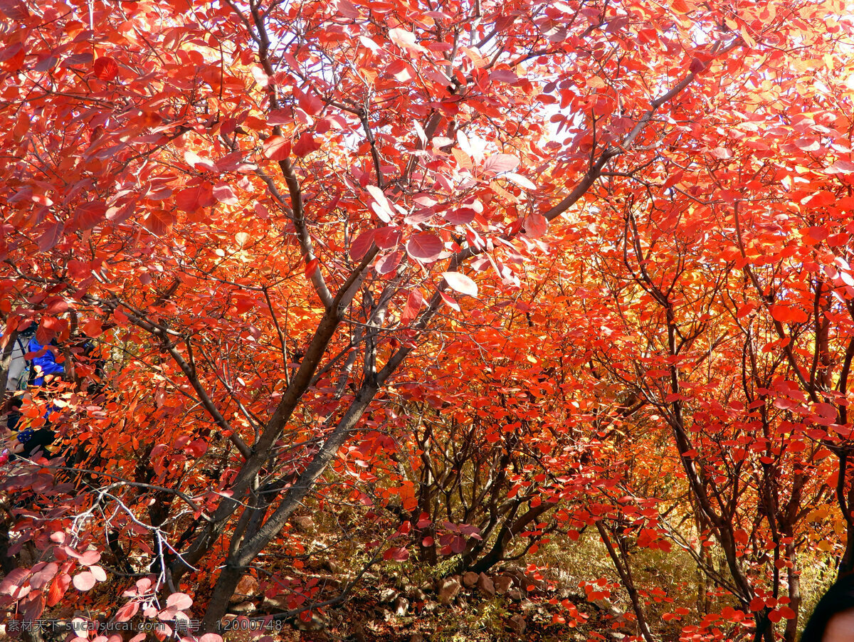 秋天红叶 红叶 顺义 舞彩浅山 秋天 秋景 树木 黄栌 树叶 红色 唯美 风景图 自然景观 自然风景