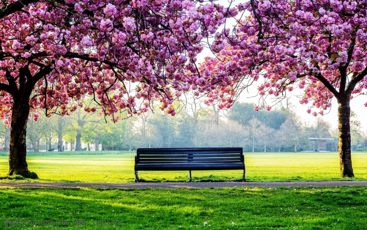 公园 桃花 樱花 草地 椅 公园椅 自然景观 人文景观