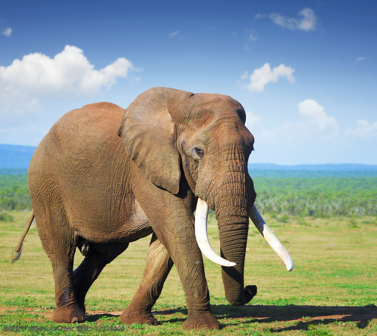 非洲 大象 摄影图片 远山 蓝天白云 生物世界 野生动物