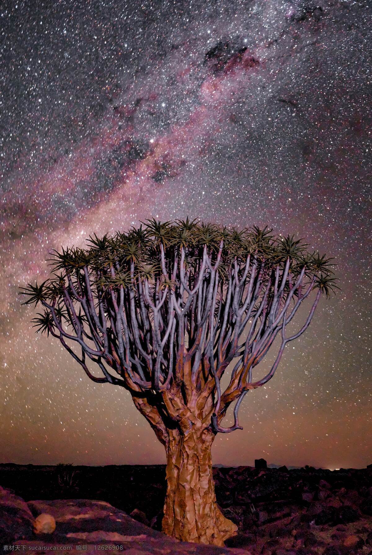 非洲 草原 夜晚 树木 自然 背景 背景素材