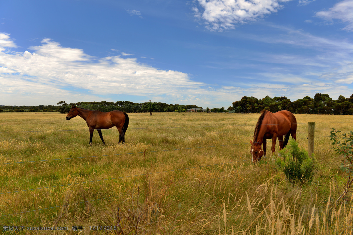 澳洲牧场 马 牧场 澳洲 草地 蓝天 自然风景 自然景观 蓝色