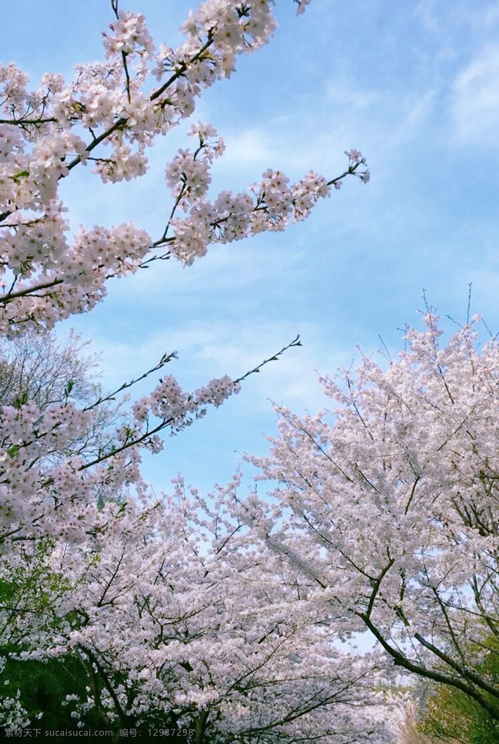 春日樱花 花 樱花 春日 春天 清凉 绿色 粉色 壁纸 静物 花草 桃花 春游 旅游 天空 蓝天 自然景观 自然风景