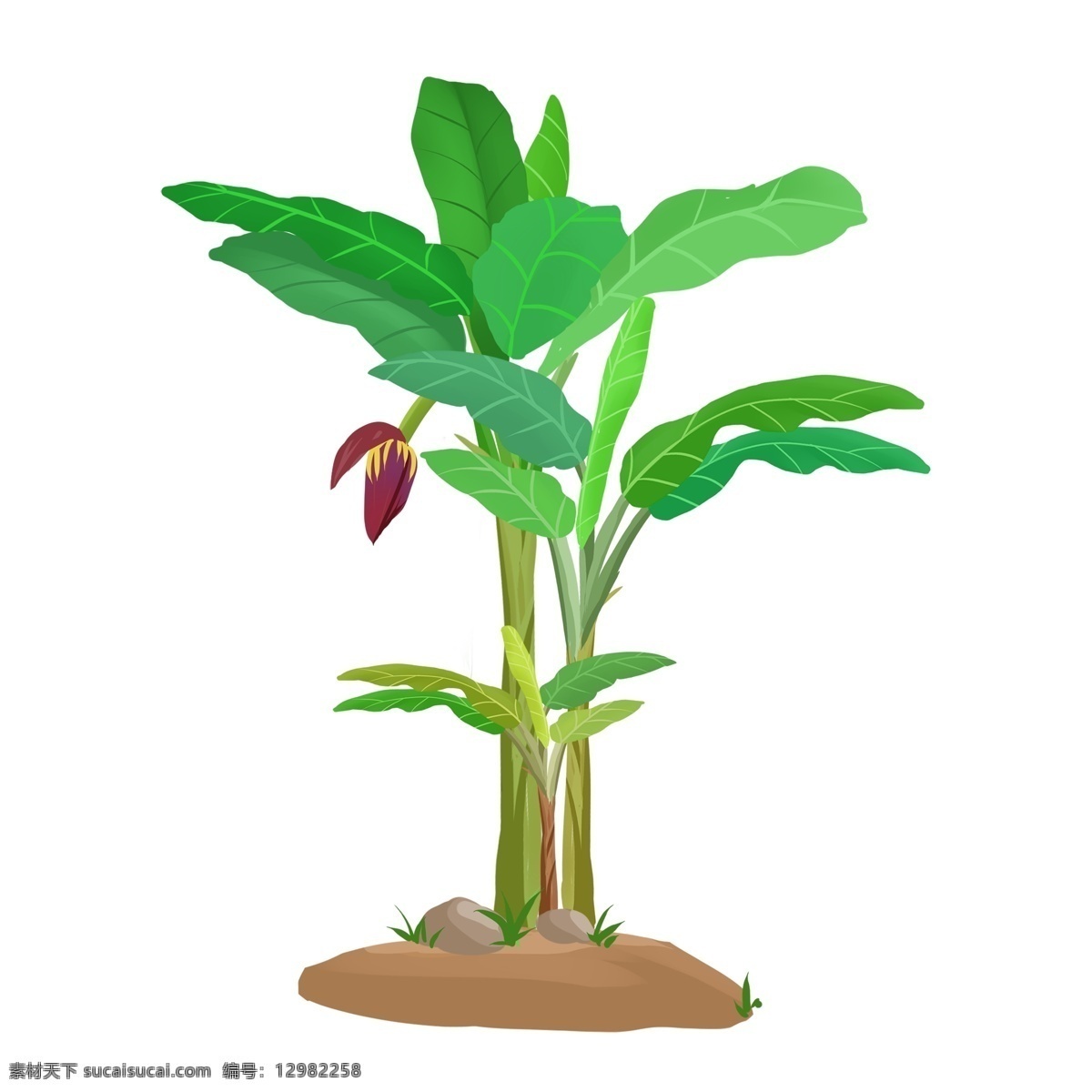 手绘 热带 植物 绿色 芭蕉 树 免 抠 热带植物 芭蕉树