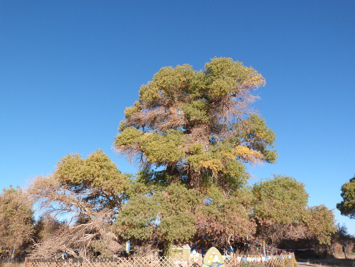 額濟(jì)納 內(nèi)蒙胡楊林 胡楊林 沙漠胡楊林 胡楊 秋季胡楊林 楊林 生態(tài)保護(hù)區(qū) 沙漠沙丘 樹林植物 金黃色 秋季秋天 旅游攝影 國(guó)內(nèi)旅游
