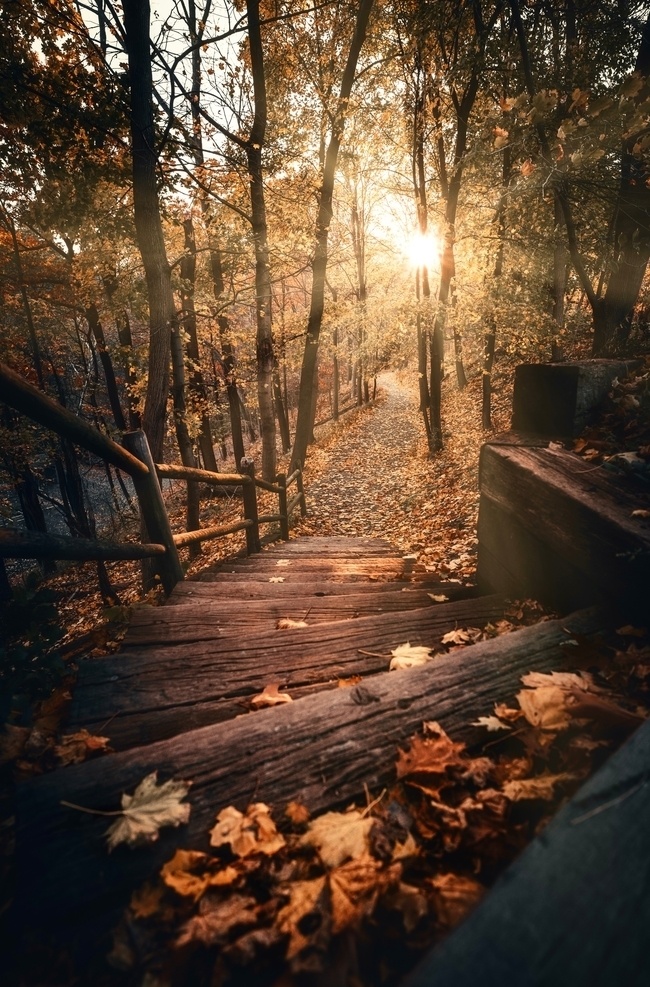 山中落日图片 山中落日 树林 森林 山中小路 木桥 落叶 生物世界 树木树叶