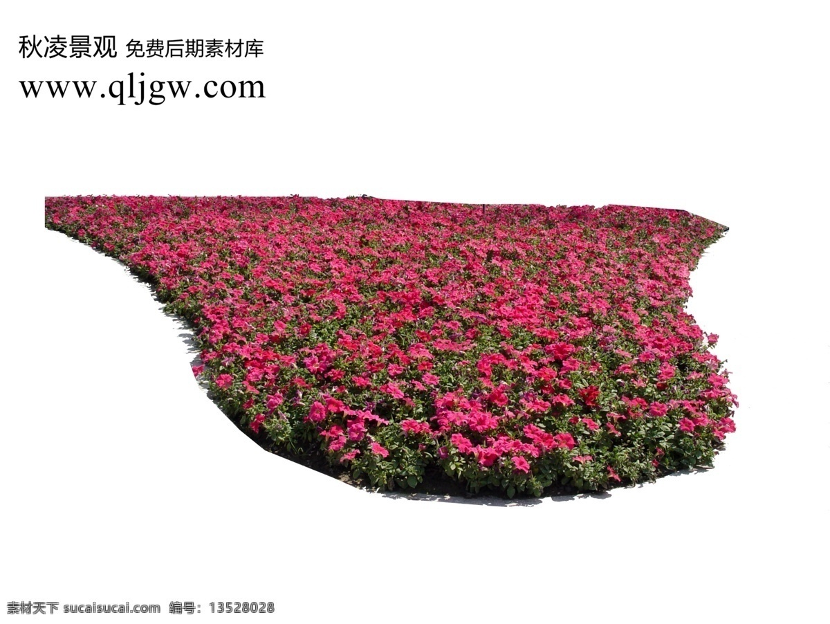 園林植物草坪 植物素材 園林素材 白色