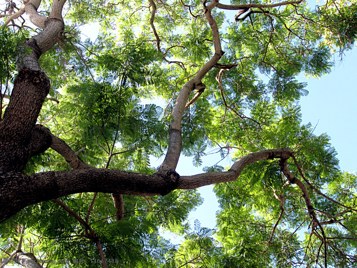 tree 樹木 藍天 森林 樹葉 攝影圖庫 生物世界 树木树叶 摄影图库