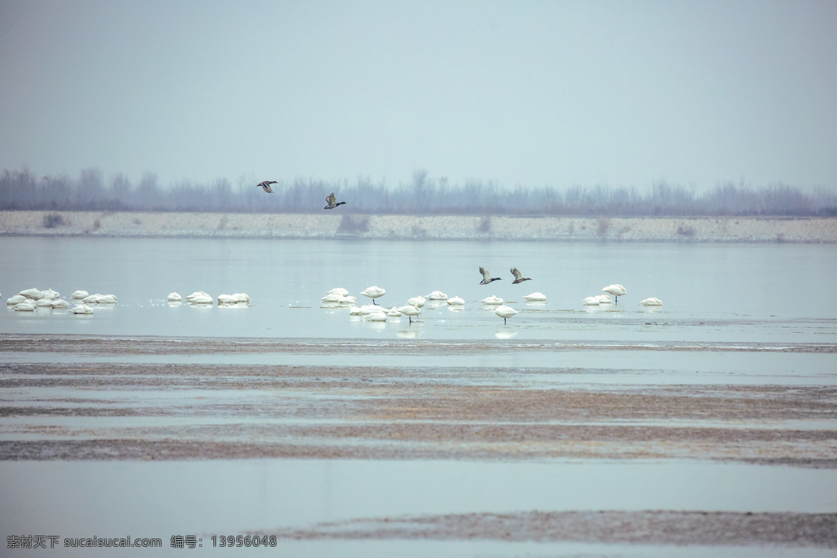 湿地天鹅图片 天鹅 湿地 飞翔 鸟类 冬天 湖泊 生物世界
