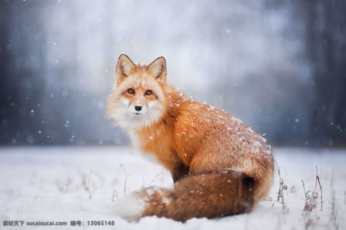 狐狸 红狐狸 火狐狸 动物 野生 聪明 小狐狸 狡猾 生物世界 野生动物 哺乳动物 可爱