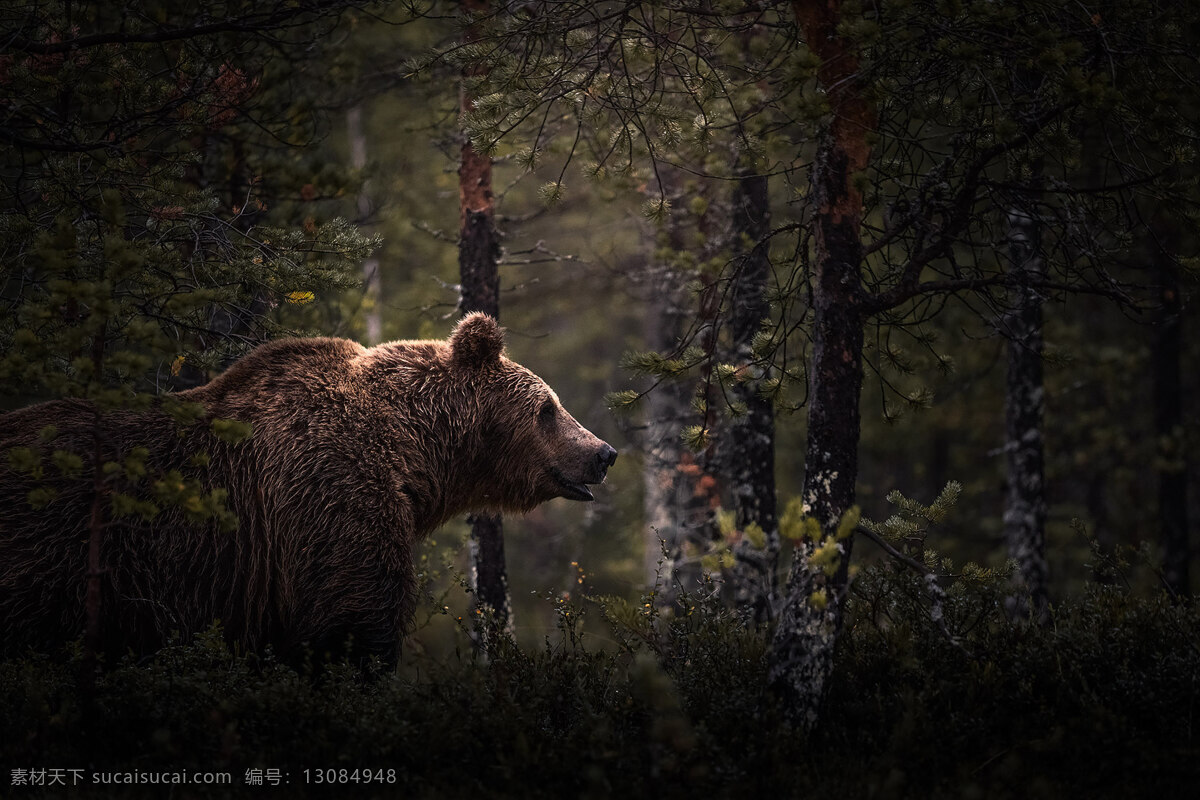 熊图片 熊 野熊 棕熊 动物 野生动物 食肉动物 顽熊 小熊 熊宝宝