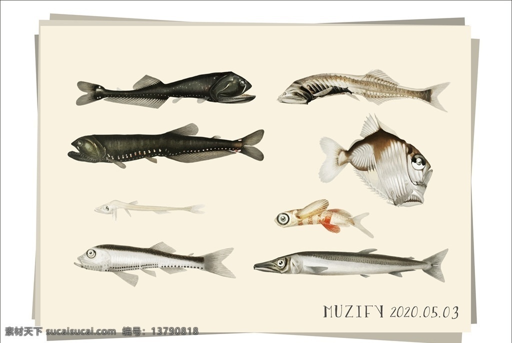 8款入深海鱼 海洋生物图鉴 深海鱼 鱼类 海鱼 海鲜 海产品 海洋生物 彩色图稿 画册 画稿 生物世界