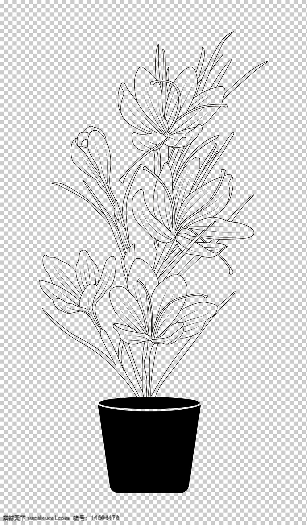 手绘 黑白线条 植物 插画绘画 线稿设计 植物插画 花卉线稿 简约风格 平面设计 创意素材 花盆植物 装饰图案 黑白插画 藏红花