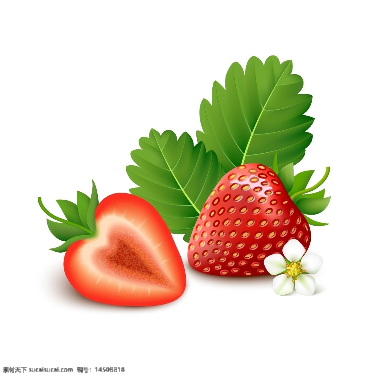 红红 诱人 水果 草莓 插画 新鲜 叶子 花朵