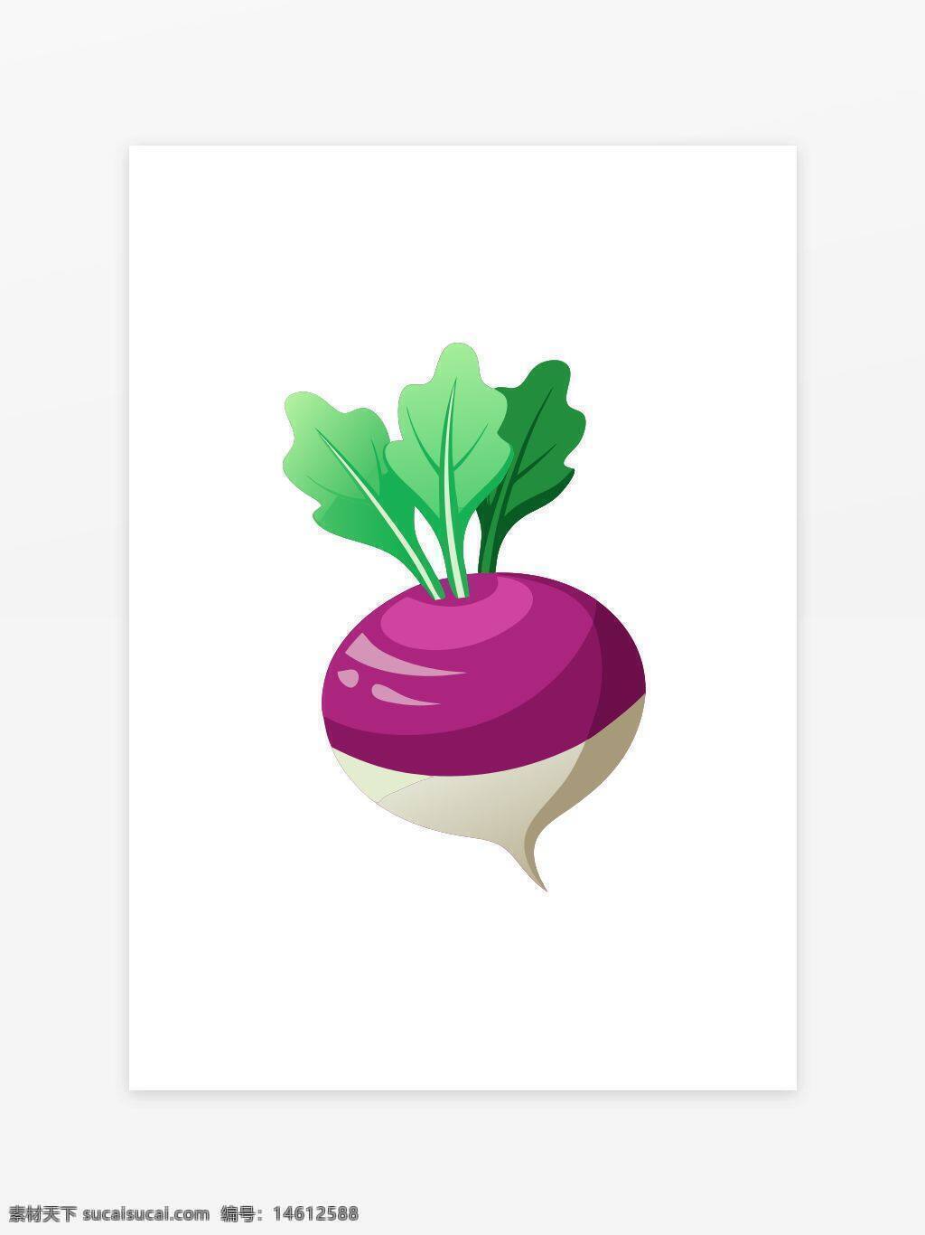 萝卜 插画 蔬菜 根茎类 紫色 白色 叶子 健康食品 营养丰富 农作物 简约风格 绿色