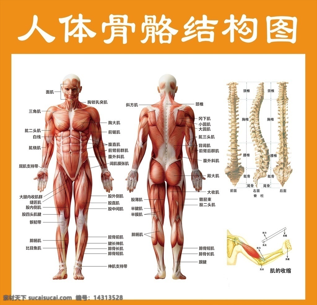 人体 骨骼 结构图 人体骨骼结构 人体骨骼 骨骼结构图 人体结构图 分层 背景素材