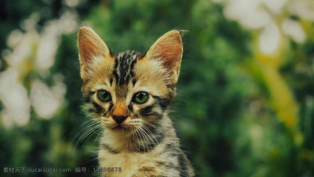 幼貓 可愛純真 綠色背景 動物攝影 自然風(fēng)景 貓咪特寫 好奇表情 萌寵 戶外拍攝 貓咪眼睛 小貓紋路 自然光線 清新風(fēng)格 寵物寫真
