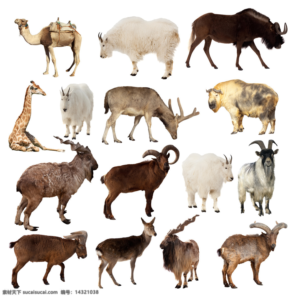 种 常见 高原 野生动物 高清 鹿 耗牛 山羊 藏羚羊 骆驼 长颈鹿 马 高清图片 白色
