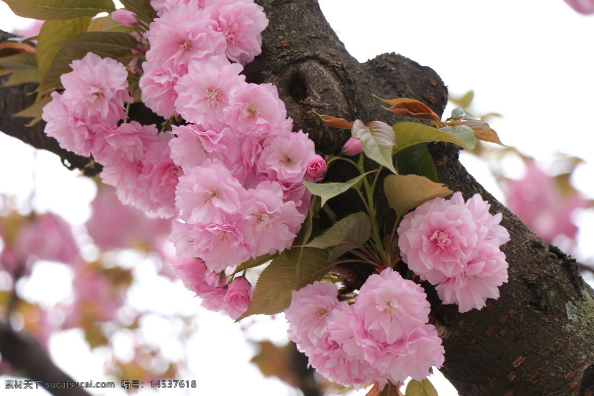 樱花图片 樱花 花朵 粉色 花 树 生物世界 花草
