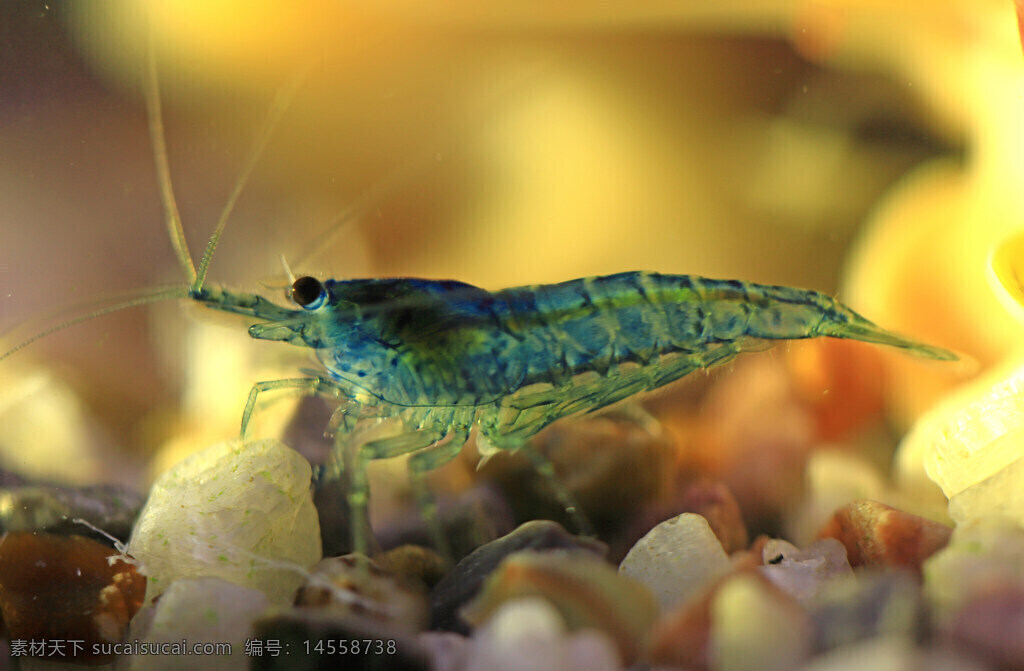 觀賞蝦 藍(lán)寶石蝦 觸須 藍(lán)色色蝦殼 魚缸 微距 碎石