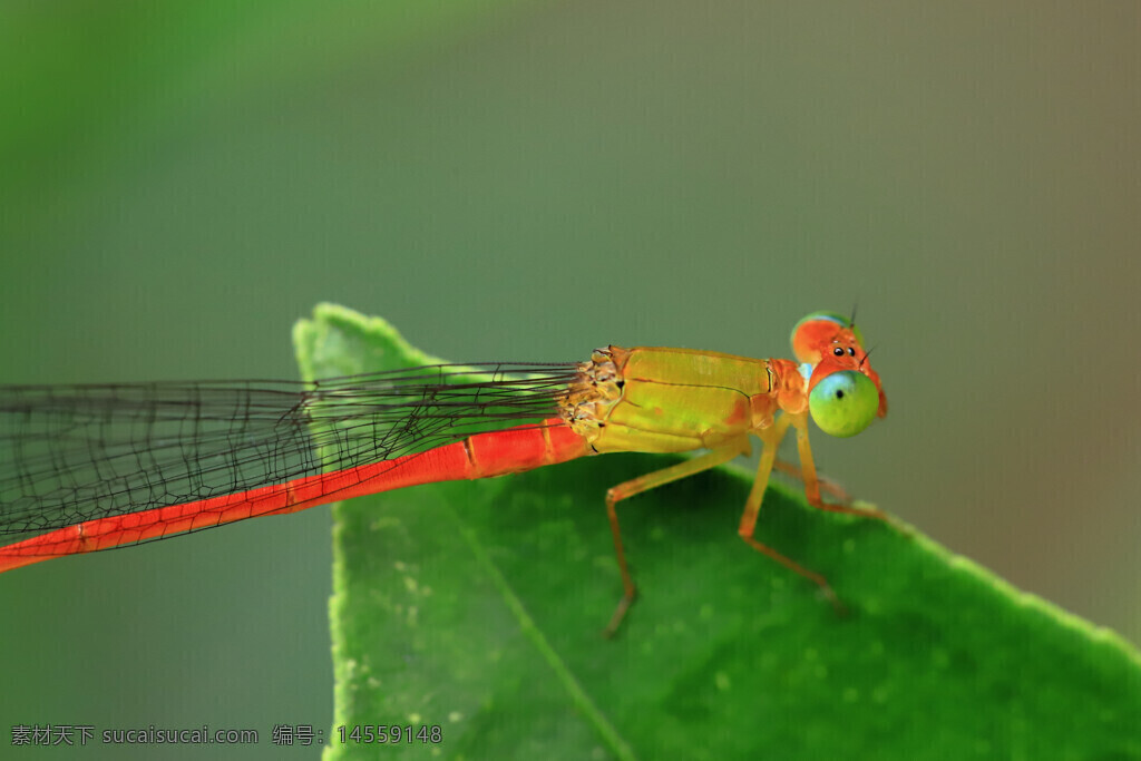 豆娘 细长的腹部 红色 绿叶 绿背景 虚化 透明的翅膀 复眼 黑色条纹