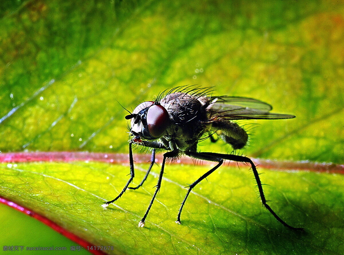 微观世界 昆虫 微观 微观昆虫 高清 特写 小昆虫 节肢动物 自然昆虫 动物 生物世界