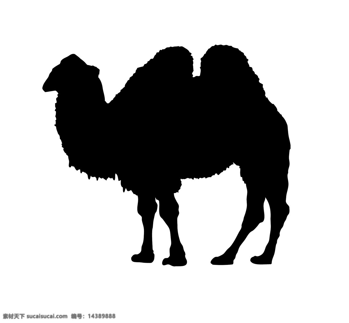 野生动物系列 骆驼剪影 骆驼 矢量图 动物世界 大自然 卡通 剪影 户外 野外 标本 图标 标识 标志 动物园 猛兽 丛林 草原 荒野 旷野 camel 双峰骆驼 沙漠骆驼 矢量 动物 昆虫类 生物世界 昆虫