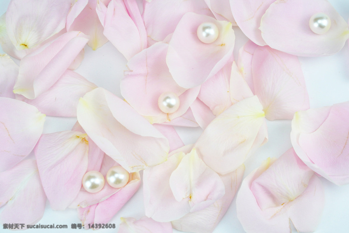 粉色 玫瑰 花瓣 拍摄 素材图片 花卉 花 新鲜 七夕 情人节 玫瑰花 粉色玫瑰 浪漫花卉 生物世界 花草
