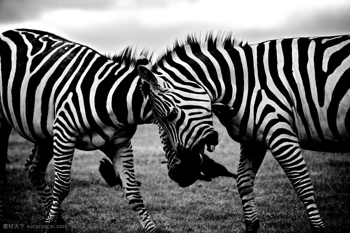黑白斑马 斑马 黑白 野生动物 野生 动物 保护动物 动物世界 黑白摄影 艺术照 兽类 走兽 野兽 生物世界