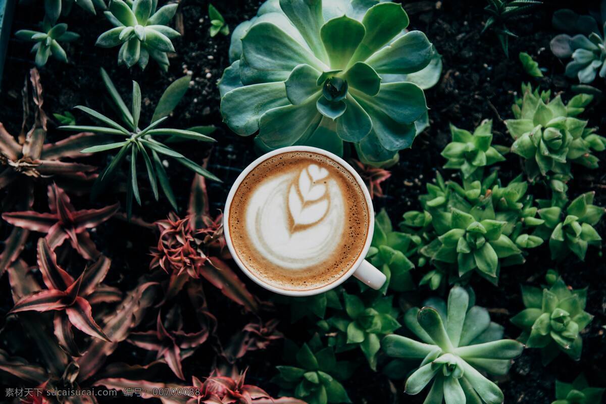 咖啡与植物 咖啡 咖啡拉花 植物 绿色 多肉 白色杯子 多肉植物 美食 生物世界 花草