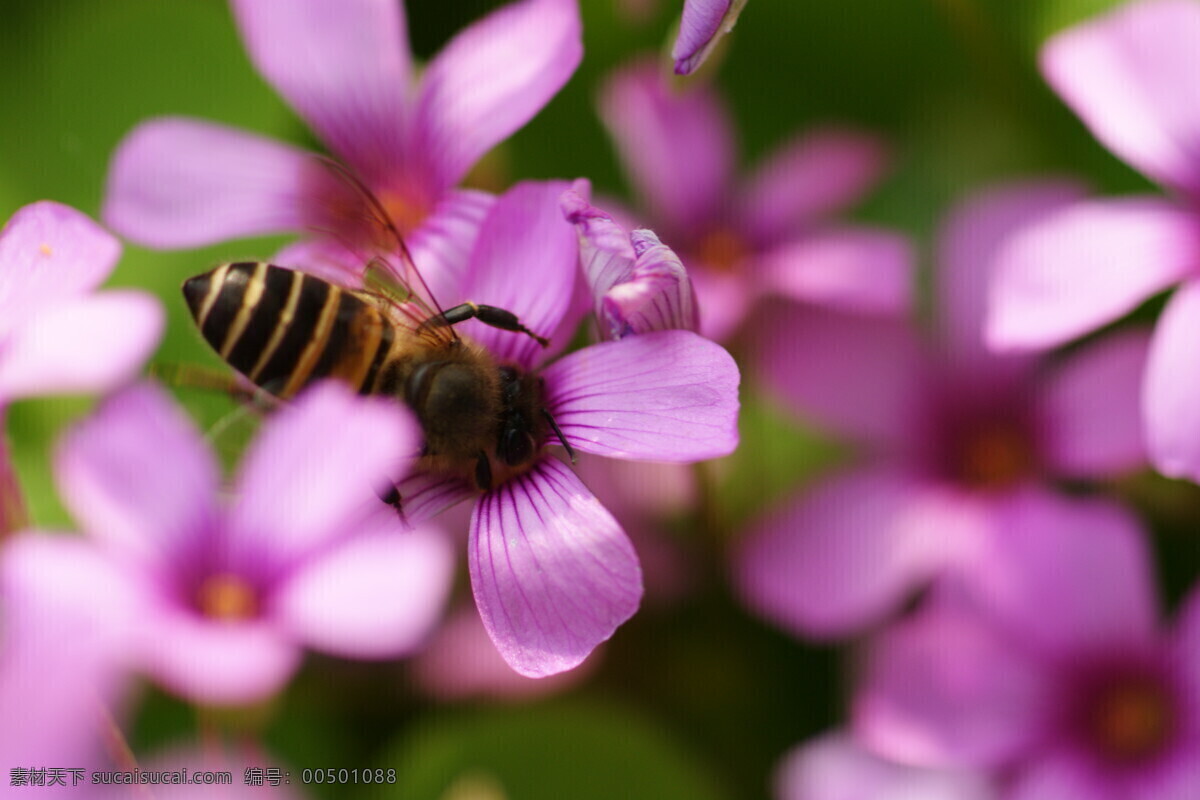 蜜蜂 花 昆虫 生物世界 蜜蜂与花