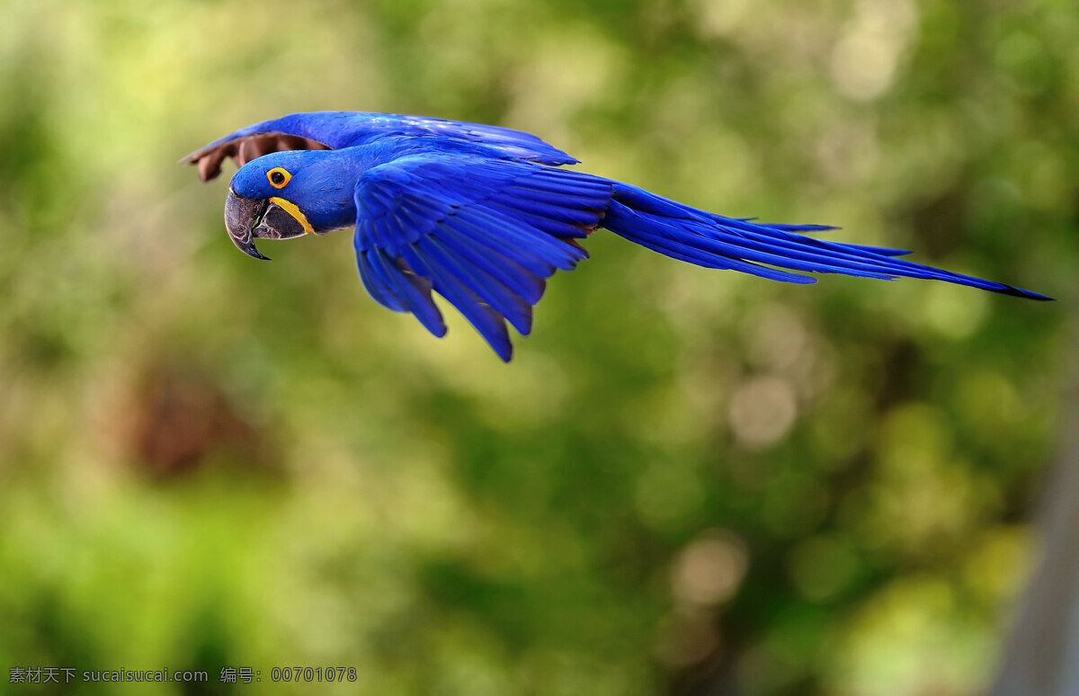 蓝金刚鹦鹉 鹦鹉 鸟类 罕见 珍稀动物 珍稀鸟类 保护动物 濒危鸟类 濒危动物 生物世界