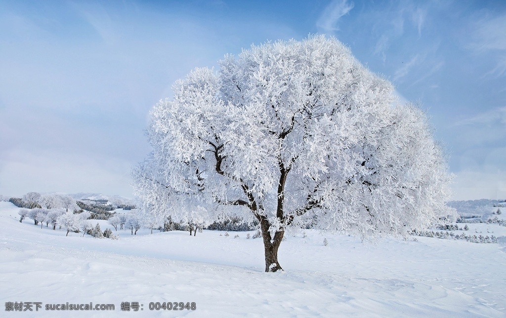 雾凇 草原霜树 雪地植物 草原雪地植物 雪地松树 雪地 雪松树 自然景观 自然风光