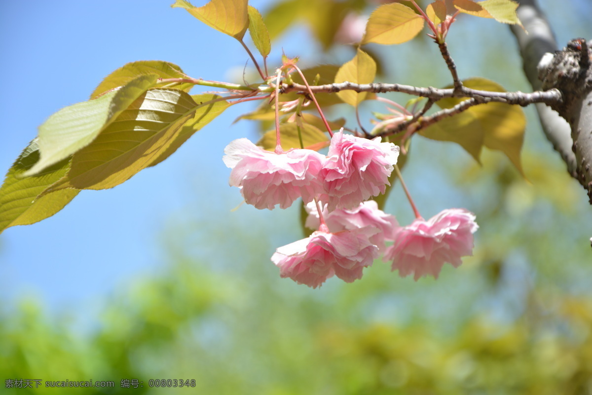 阳光 下 粉色 花朵 高清 五朵 蓝天 树叶 指头 枝叶 绿色 对比 自然景观 自然风景