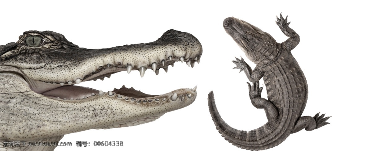 鳄鱼 爬行动物 牙齿 凶猛 动物 分层 源文件