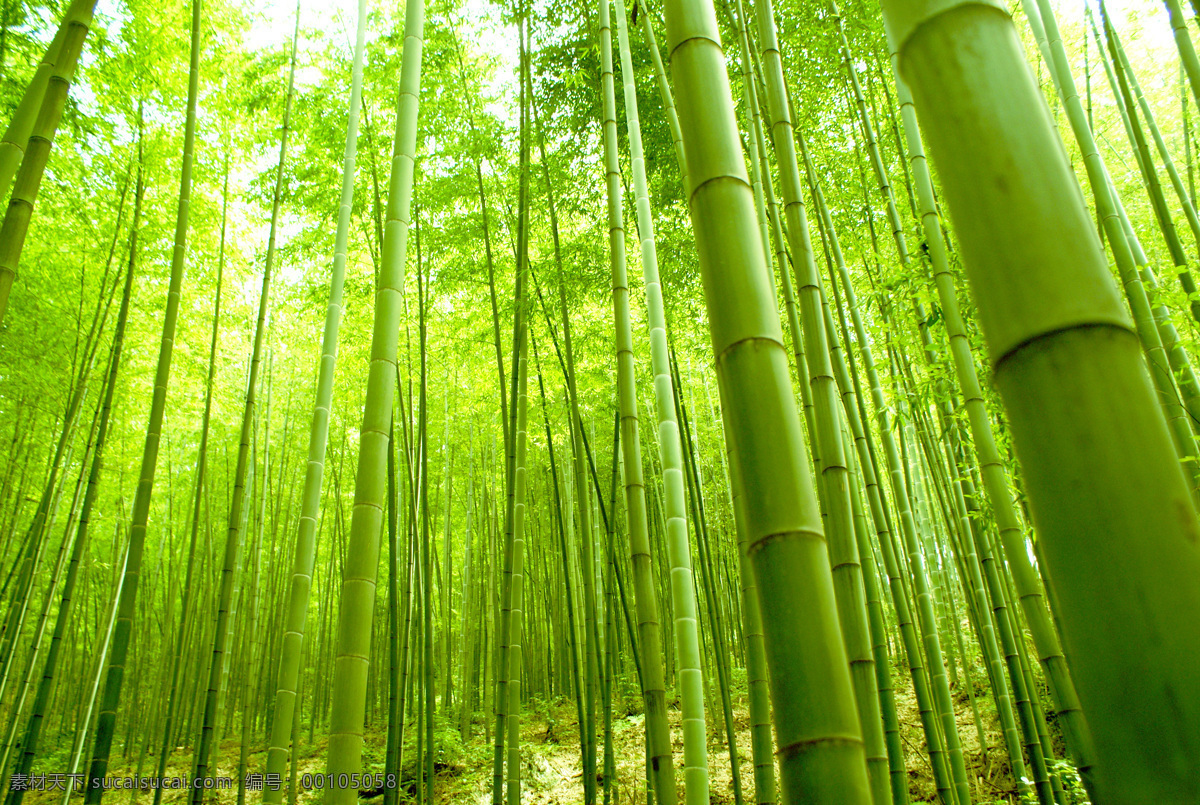 竹林 竹子 竹子素材 竹子摄影 青竹 竹林背景 竹林摄影 花草树木 生物世界