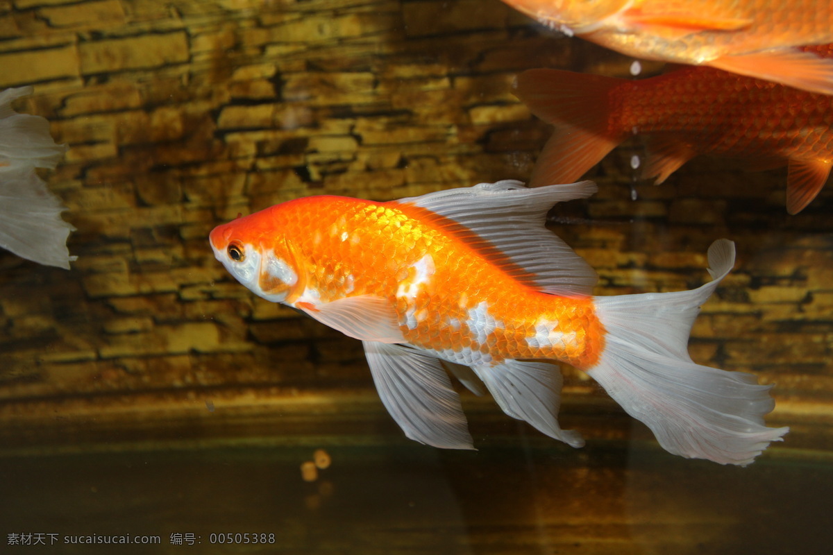 精美 鱼 高清 金鱼 生物世界 特写 鱼翅 鱼缸 鱼类 精美鱼 鱼鳞 观赏鱼