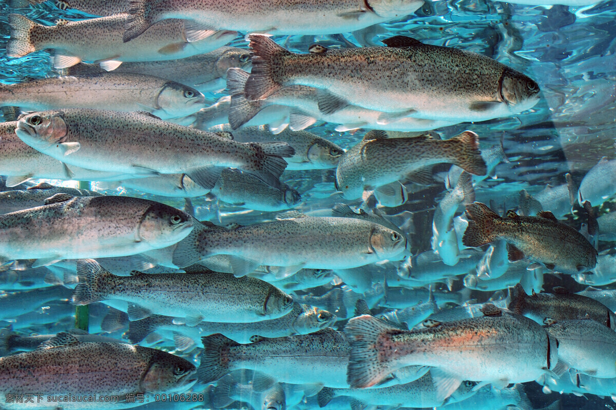 水中 鱼 水族馆 水 海洋 蓝色水 鱼群 其他类别 生活百科