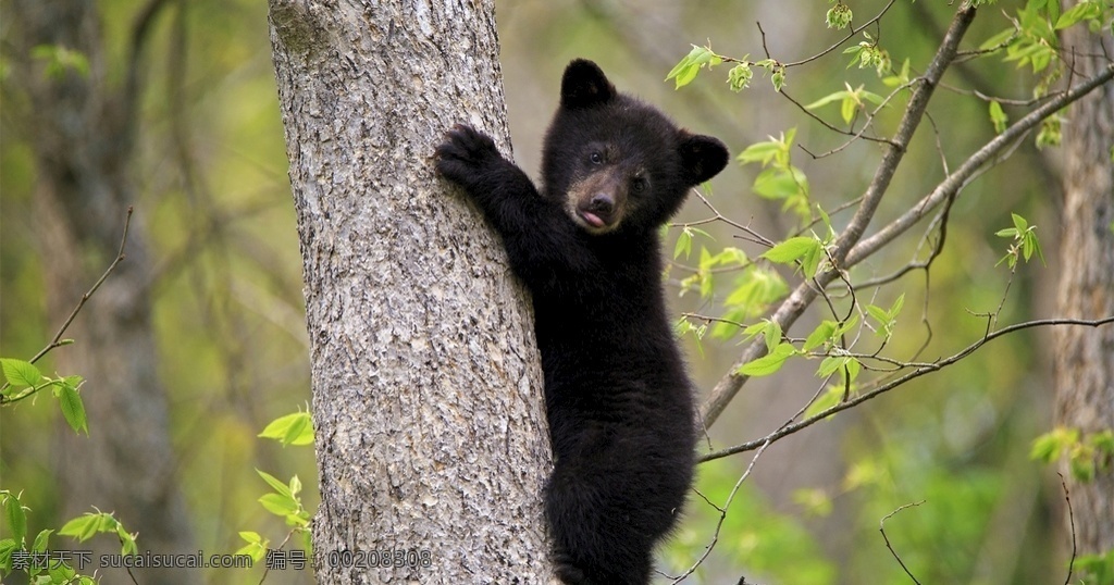 宠物 动物 合集 小 黑熊 动物壁纸 动物照片 熊 小熊 小黑熊 宠物动物合集 生物世界 其他生物