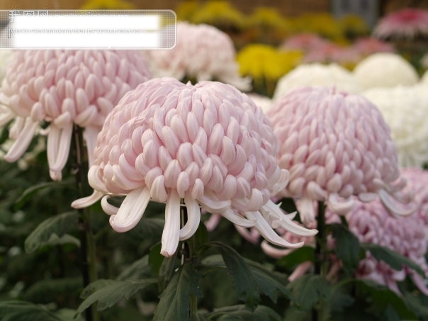 高贵的菊 典雅 高贵 花瓣 花草 花朵 花儿 花盘 花蕊 菊花 美丽 争奇斗研 盛开 绽开 向阳 飘香 龙爪 秋天 风霜 耐寒 生物世界 争奇斗妍 摄影图 其他生物
