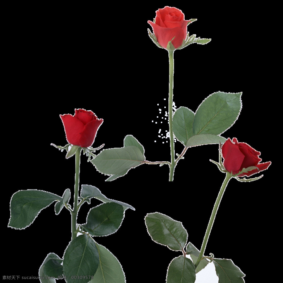 花朵 红玫瑰 免抠图 绿叶