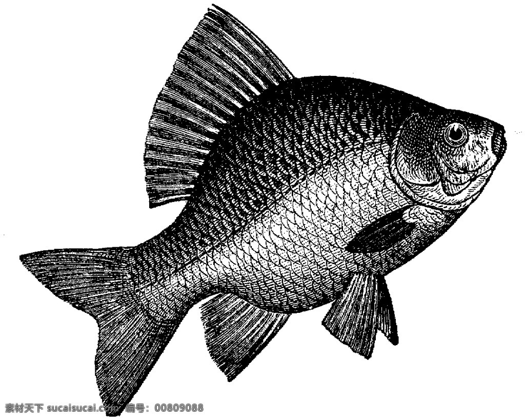 水生动物 fish 鱼 动物素描 设计素材 动物专辑 素描速写 书画美术 白色