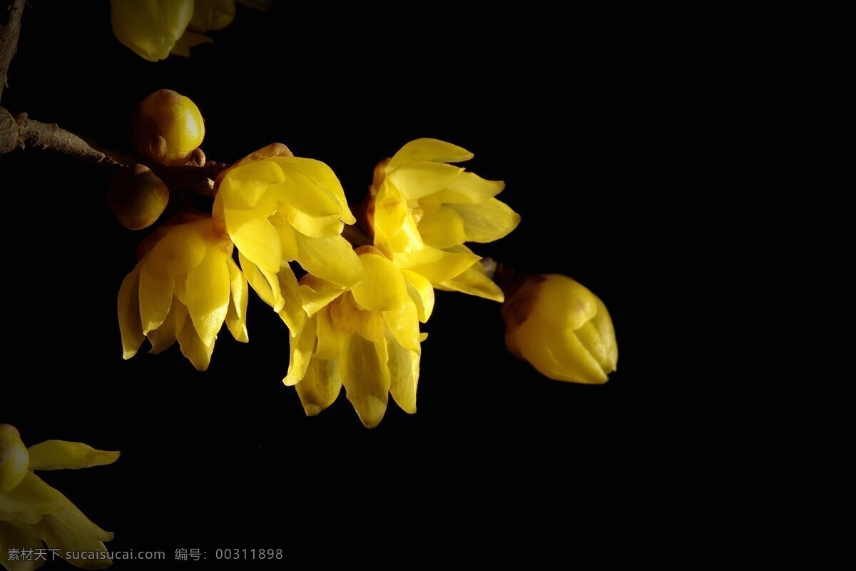 美丽 黄色 腊梅 花 黄花 花枝 花卉 花朵