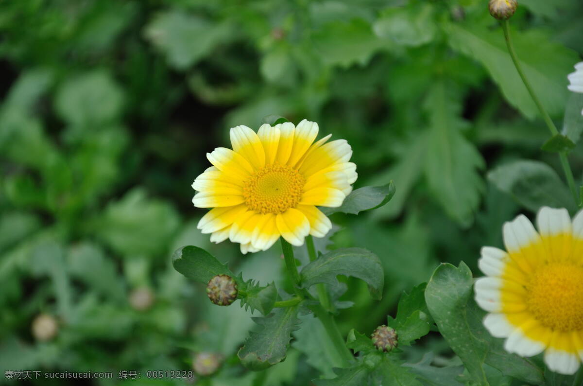 黄花 雏菊 春天 春意盎然 花 花草 绿色 野花 小花 生机勃勃 生物世界 psd源文件