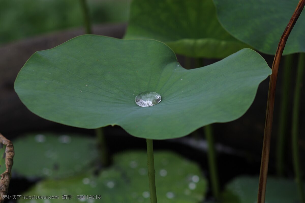 荷叶 花茎 莲茎 挺水植物 芙蓉 菡萏 芙蕖 花草植物树木 生物世界 花草