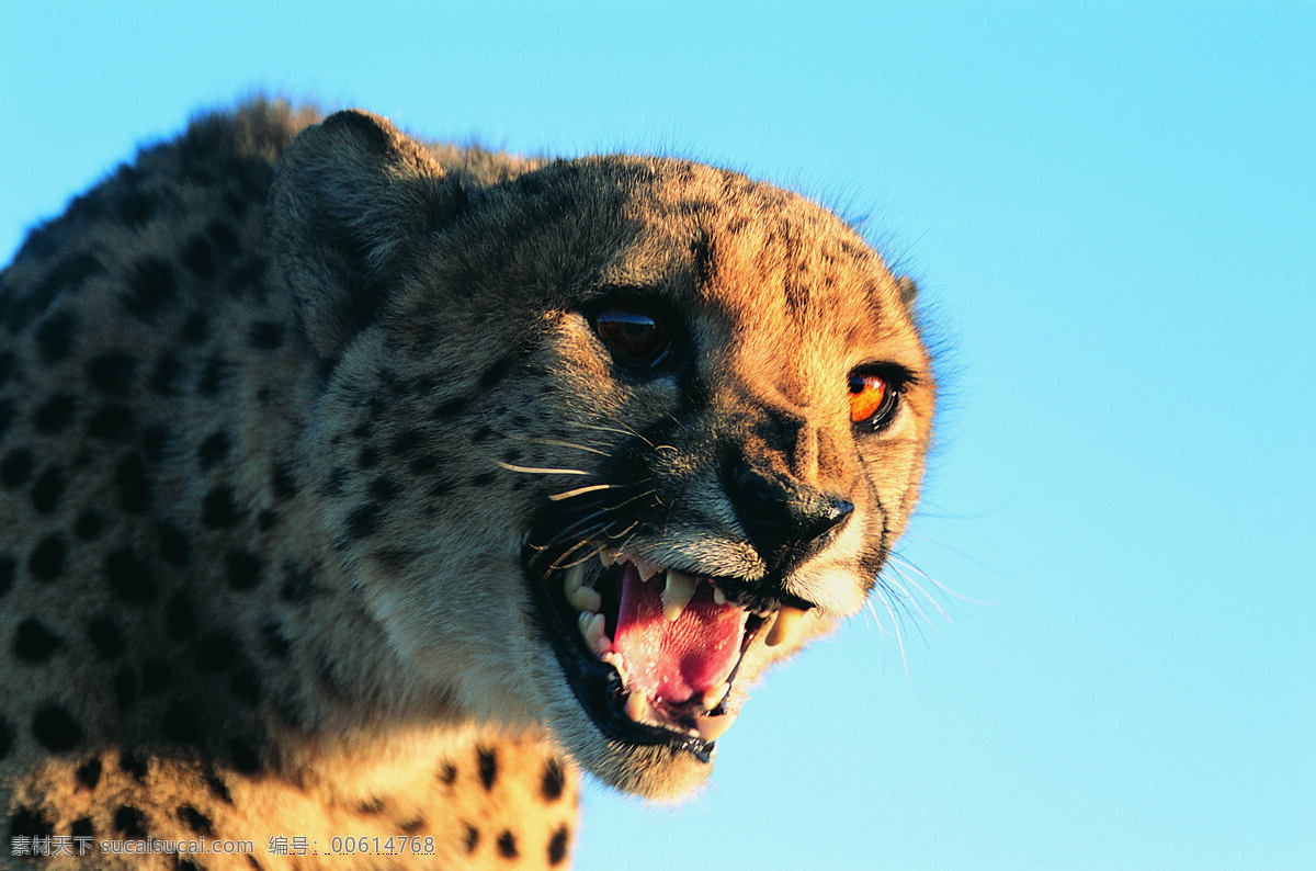 美洲豹 野生动物 动物世界 哺乳动物 豹子 摄影图 陆地动物 生物世界