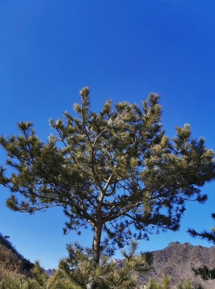 松树 一棵松 山顶 山脉 山峰 高山 天空 蓝天 白云 自然 树木 森林 绿色 松果 王 厂 沟 棒 锤 崖 风景 一角 自然景观 自然风景