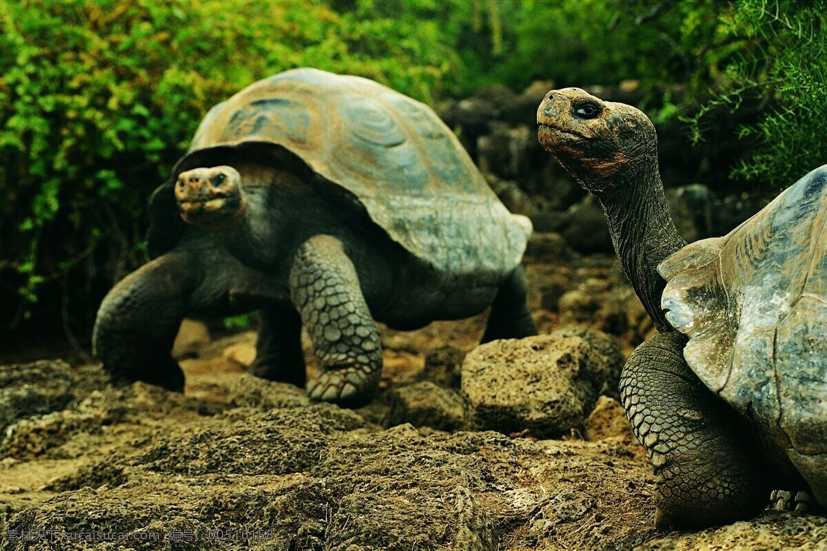 乌龟免费下载 动物 乌龟 爬行动物 生物世界