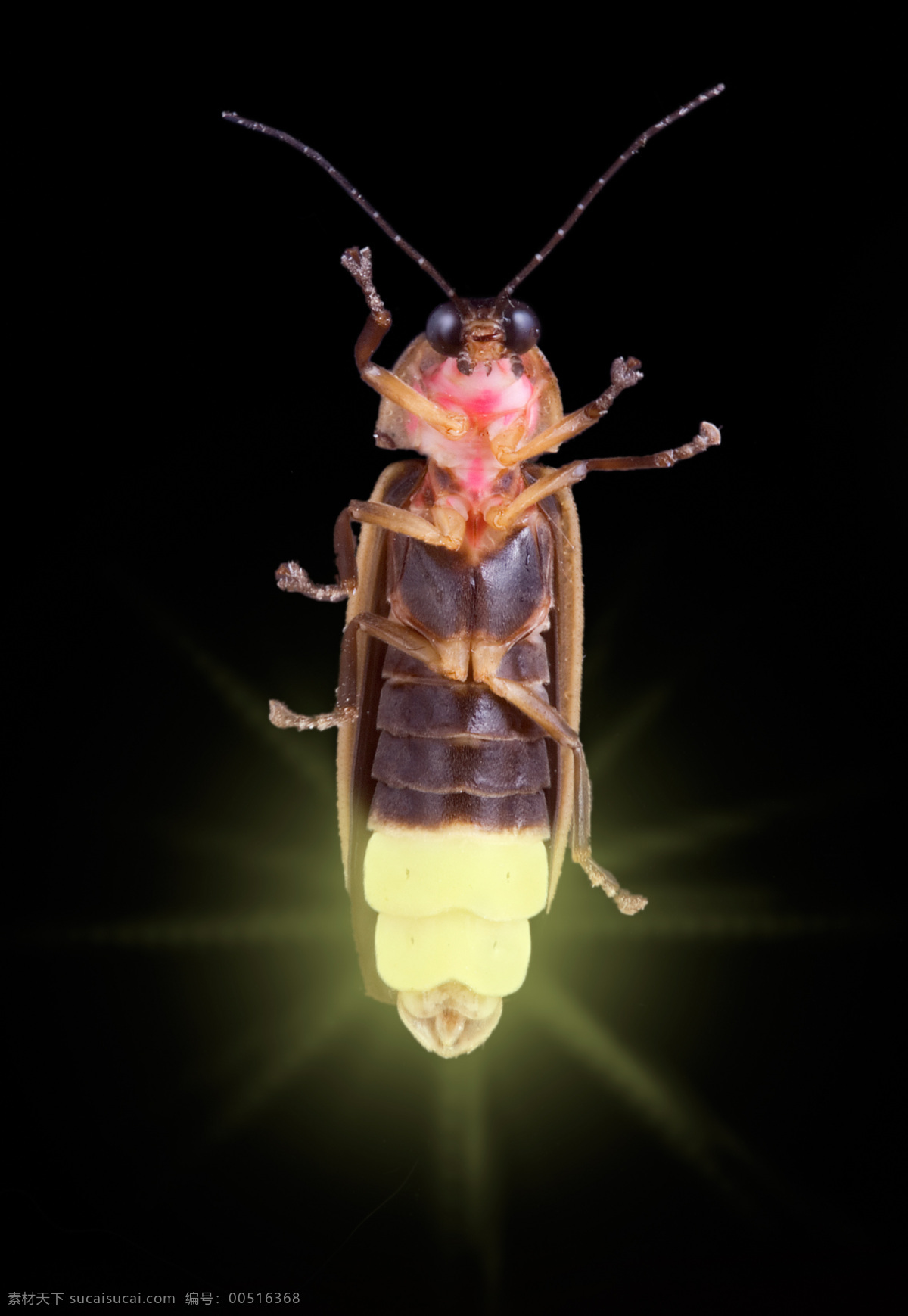 昆虫 大自然 动物 设计素材 生物世界 科技