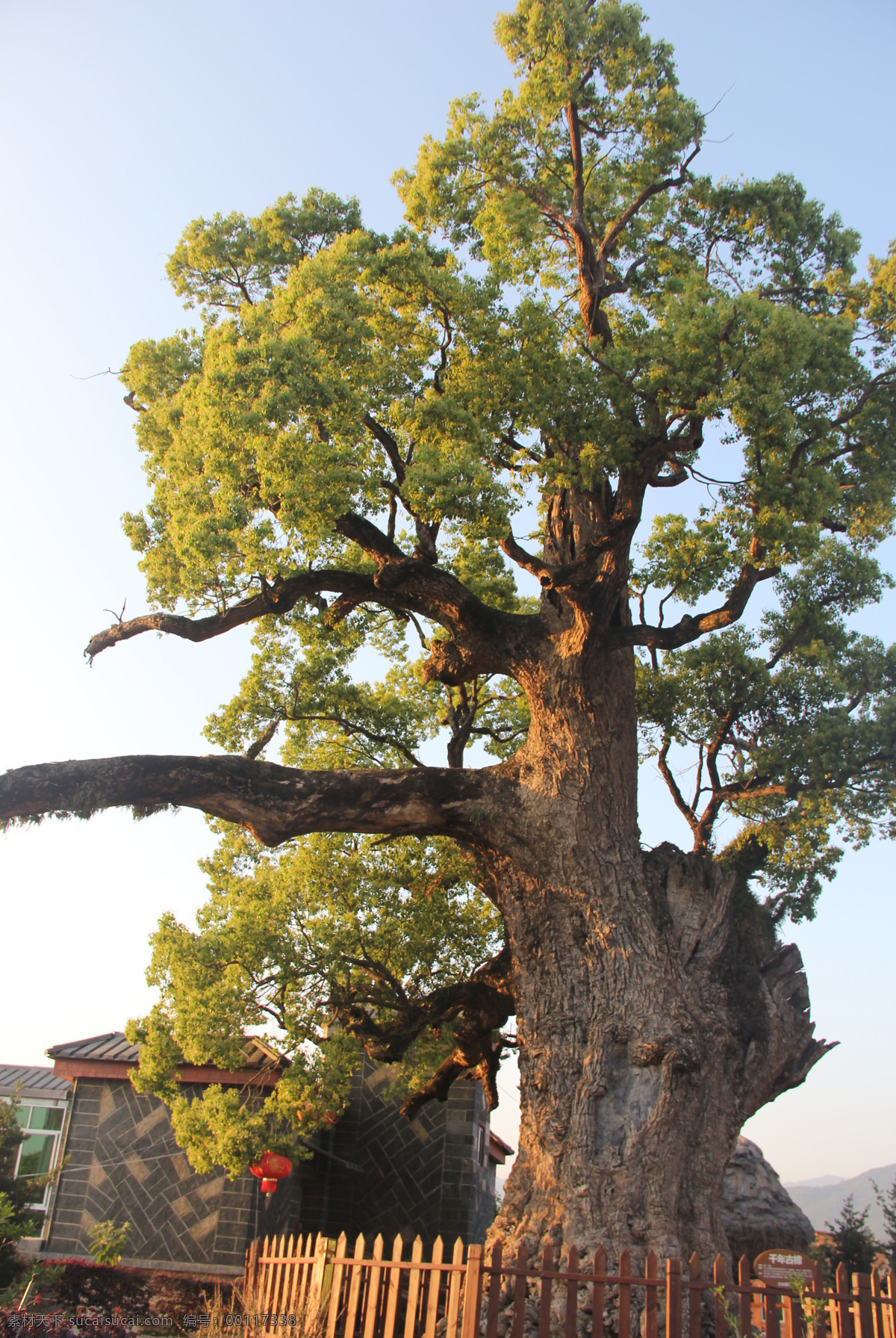 千年古樟 漳州 长泰山重 樟树 树 长泰古山重 生物世界 树木树叶