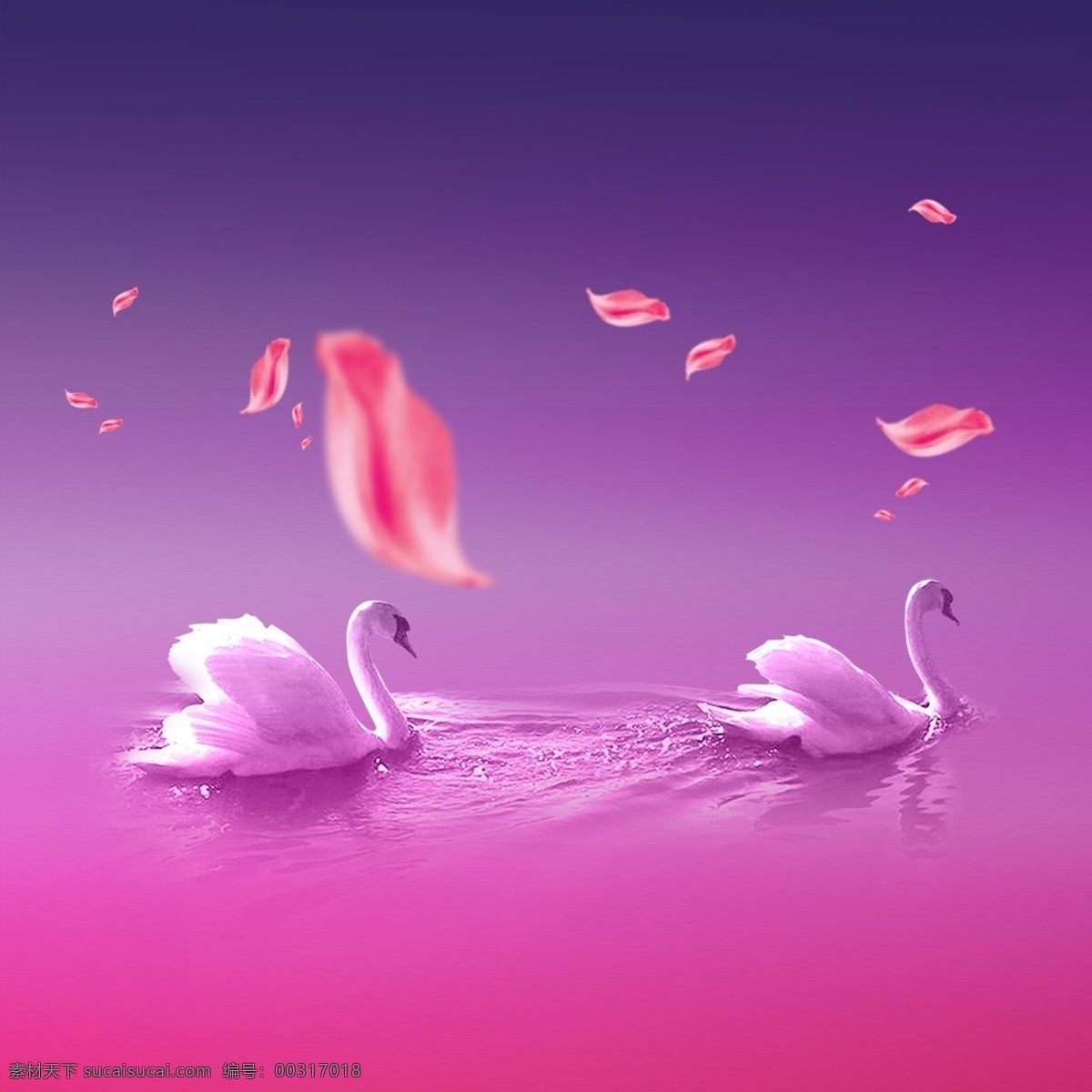 白天鹅 粉色 花瓣 水 纹 广告 背景 水纹 广告背景素材 商业素材